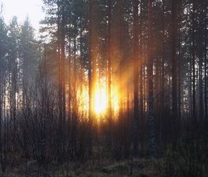 Превью обои лес, деревья, рассвет, осень