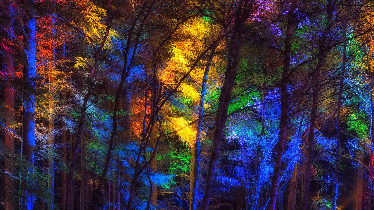 Обои лес, деревья, разноцветный, свет
