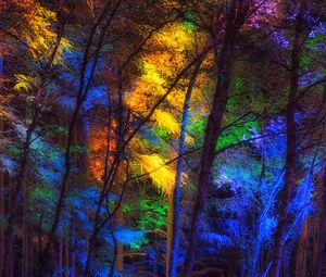 Превью обои лес, деревья, разноцветный, свет