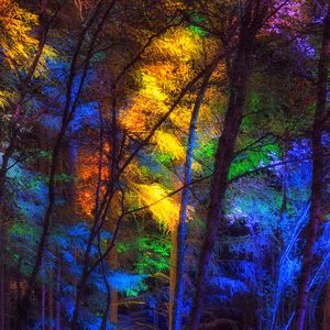 Превью обои лес, деревья, разноцветный, свет