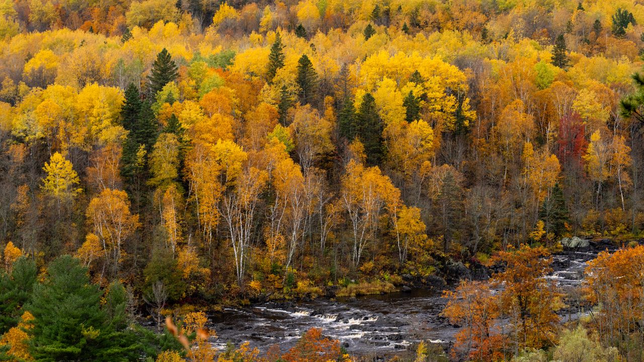 Обои лес, деревья, река, осень, природа, пейзаж