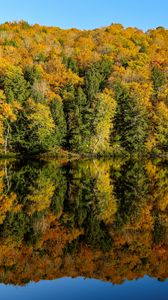 Превью обои лес, деревья, река, отражение, осень, природа