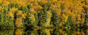 Превью обои лес, деревья, река, отражение, осень, природа