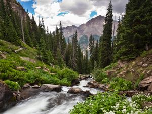 Превью обои лес, деревья, река, вода, природа, пейзаж