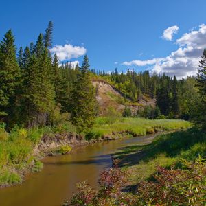 Превью обои лес, деревья, река, природа, пейзаж, зеленый