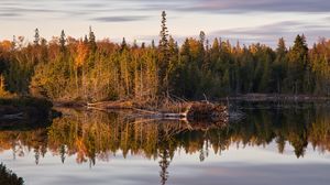 Превью обои лес, деревья, река, отражение, природа