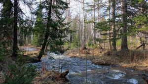 Превью обои лес, деревья, река, течение, пейзаж