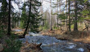 Превью обои лес, деревья, река, течение, пейзаж