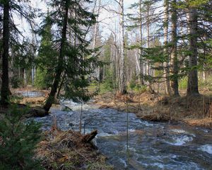 Превью обои лес, деревья, река, течение, пейзаж