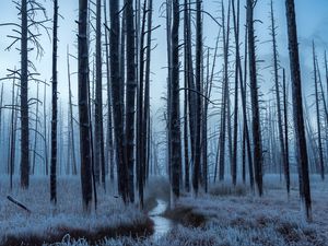 Превью обои лес, деревья, ручей, иней