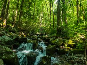 Превью обои лес, деревья, ручей, камни, природа, пейзаж, зеленый