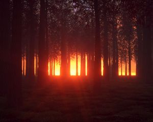 Превью обои лес, деревья, сияние, яркий, зарево