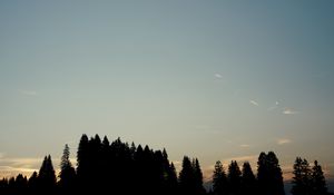 Превью обои лес, деревья, силуэты, небо, вечер