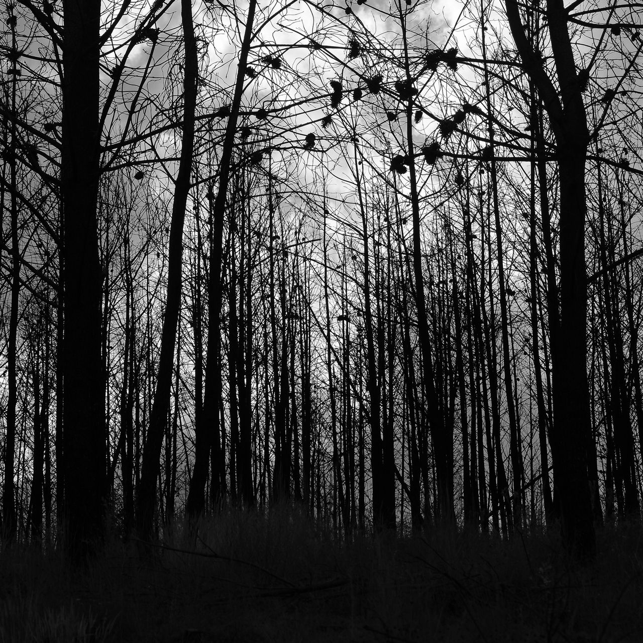Темный лес чб