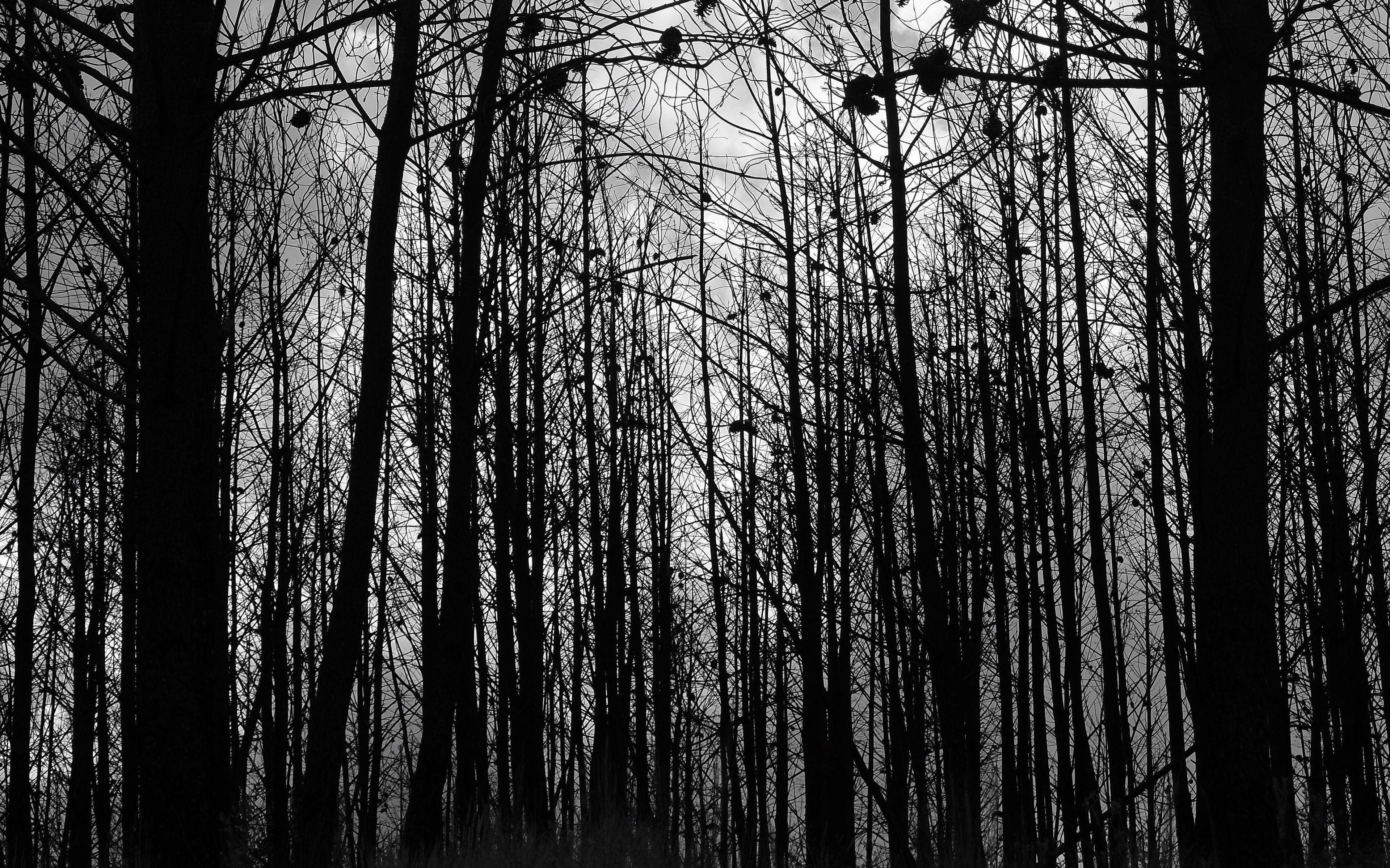 Серые силуэты деревьев лес стволы