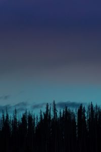 Превью обои лес, деревья, силуэты, темный