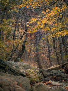 Превью обои лес, деревья, скалы, осень, природа