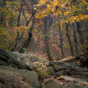 Превью обои лес, деревья, скалы, осень, природа