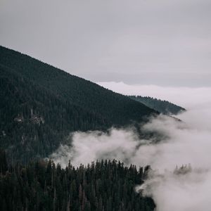 Превью обои лес, деревья, склон, туман, облака