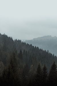 Превью обои лес, деревья, склон, туман, природа