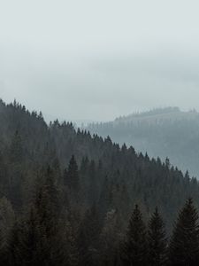 Превью обои лес, деревья, склон, туман, природа