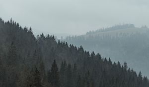 Превью обои лес, деревья, склон, туман, природа