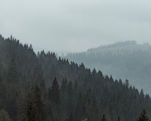 Превью обои лес, деревья, склон, туман, природа