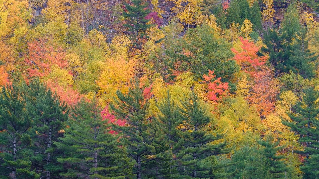 Обои лес, деревья, склон, осень, разноцветный