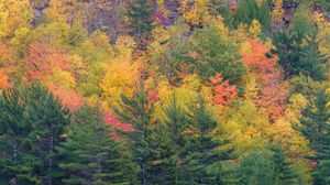 Превью обои лес, деревья, склон, осень, разноцветный