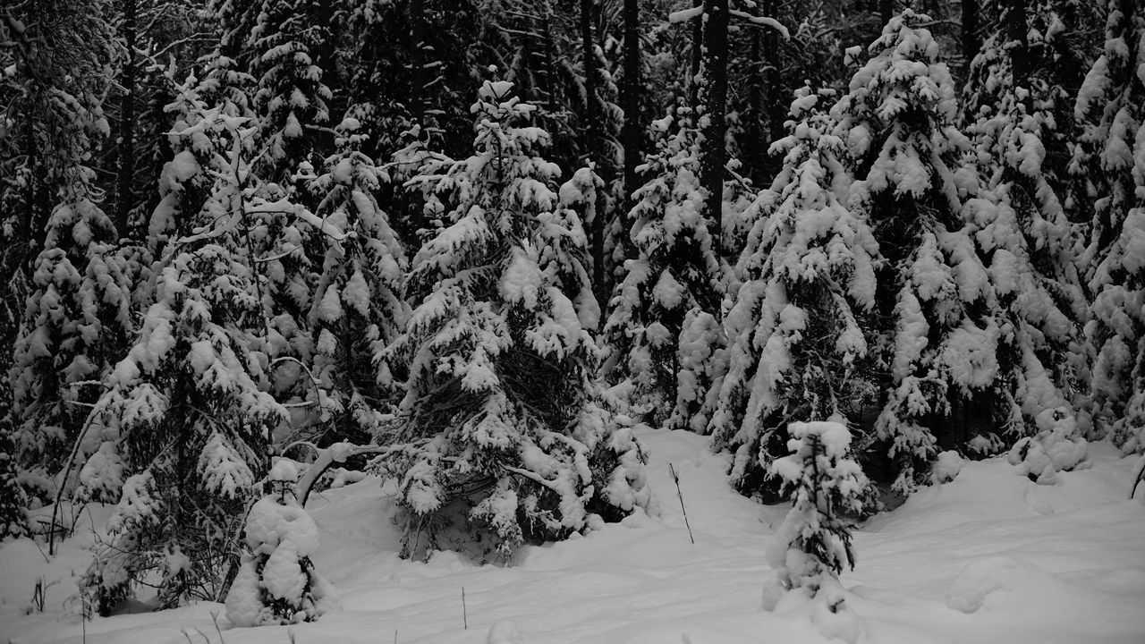 Обои лес, деревья, снег, зима, черно-белый