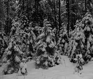 Превью обои лес, деревья, снег, зима, черно-белый