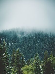 Превью обои лес, деревья, снег, пейзаж, природа