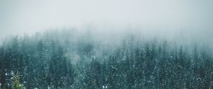 Превью обои лес, деревья, снег, пейзаж, природа