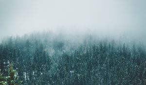 Превью обои лес, деревья, снег, пейзаж, природа