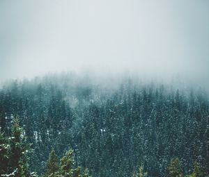 Превью обои лес, деревья, снег, пейзаж, природа