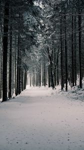 Превью обои лес, деревья, снег, зима, сосны