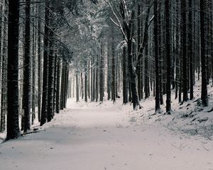 Превью обои лес, деревья, снег, зима, сосны