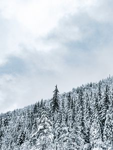 Превью обои лес, деревья, снег, заснеженный, зима