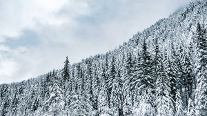 Превью обои лес, деревья, снег, заснеженный, зима