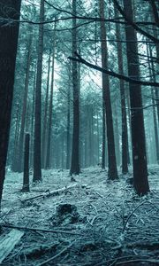 Превью обои лес, деревья, снег, зимний лес, ветки
