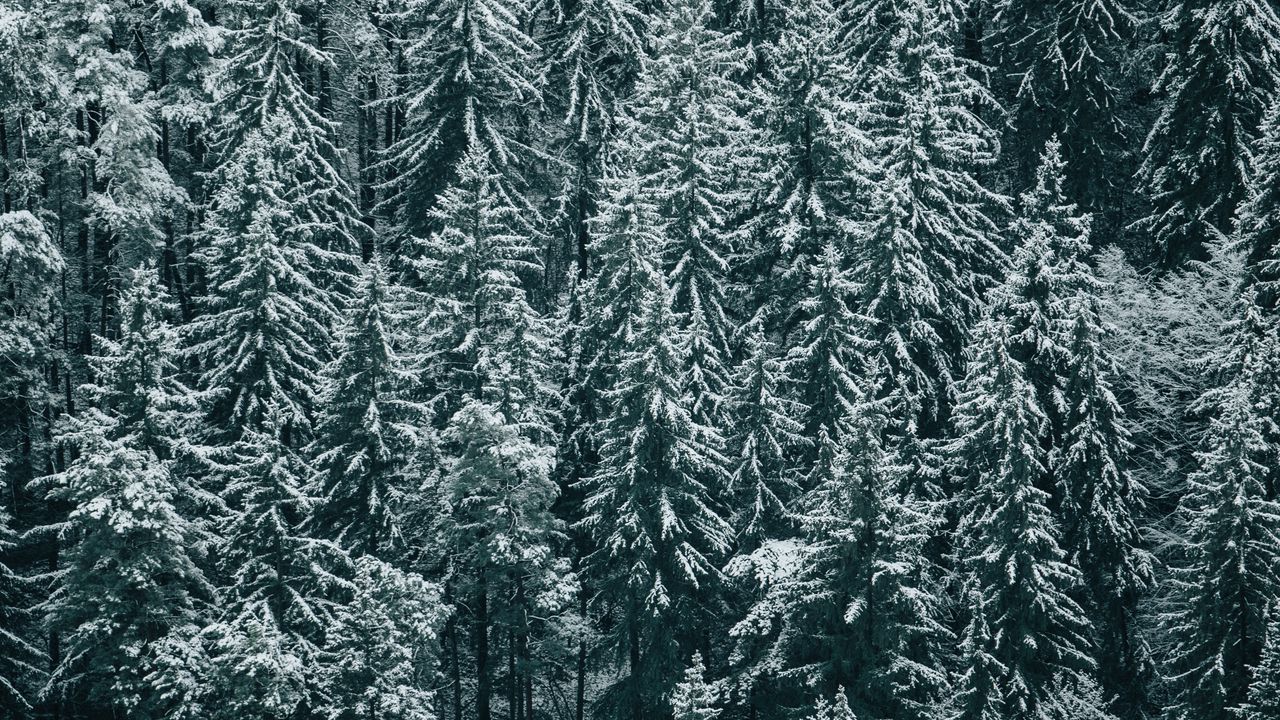 Обои лес, деревья, снег, зима, ели