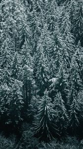 Превью обои лес, деревья, снег, зима, ели