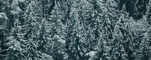 Превью обои лес, деревья, снег, зима, ели
