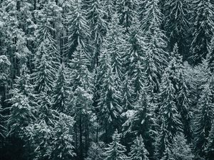 Превью обои лес, деревья, снег, зима, ели