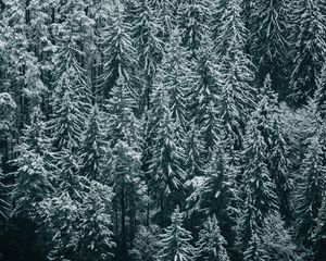 Превью обои лес, деревья, снег, зима, ели