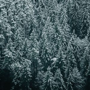 Превью обои лес, деревья, снег, зима, ели