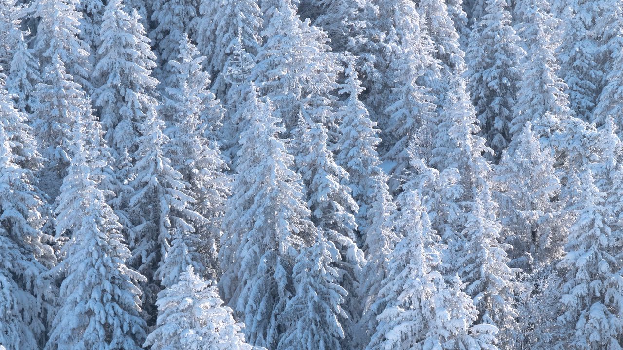 Обои лес, деревья, снег, елки, белый