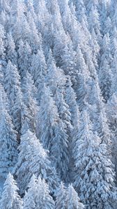 Превью обои лес, деревья, снег, елки, белый