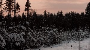Превью обои лес, деревья, снег, зима, природа, сумерки