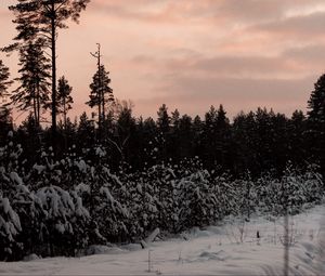 Превью обои лес, деревья, снег, зима, природа, сумерки